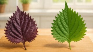 赤紫蘇と青紫蘇の違いは？味や栄養・使い道を徹底解説