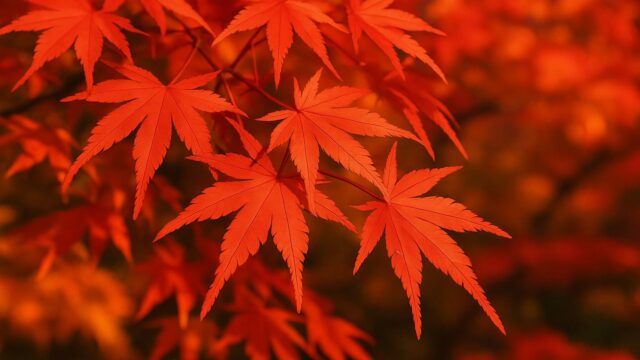 横浜から行く紅葉の穴場スポット10選！車と電車で行く秋の絶景旅
